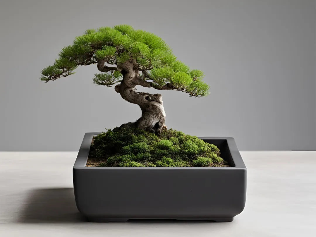 Pot à Bonsaï Carré