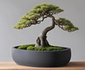 Pot de Bonsaï Rond  Planteur de Bonsaï