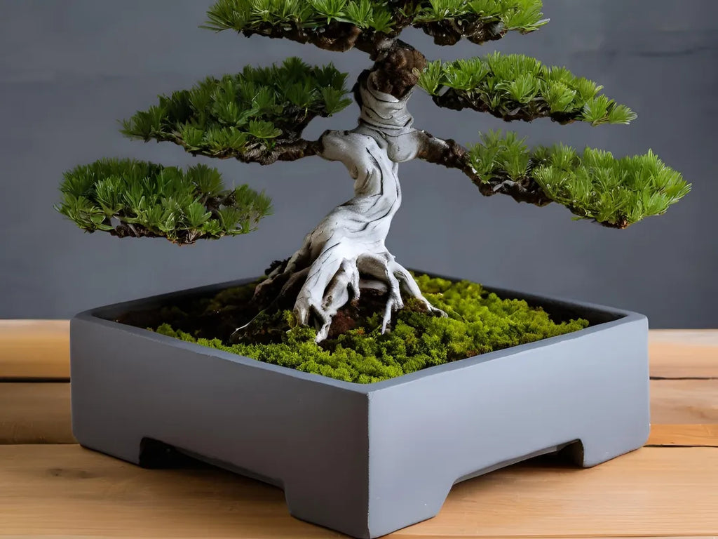 Pot à Bonsaï Carré Épurée