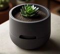 Jardinière à auto-arrosage conçue pour les succulentes
