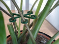 Crochets de support stables pour plantes